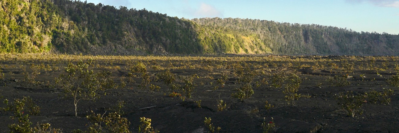 Floor of a volcanic crater with small trees growing out of lava at sunset