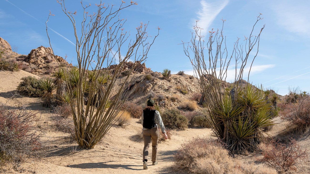 A hiker walks on a dirt trail between two ocotillo plants.