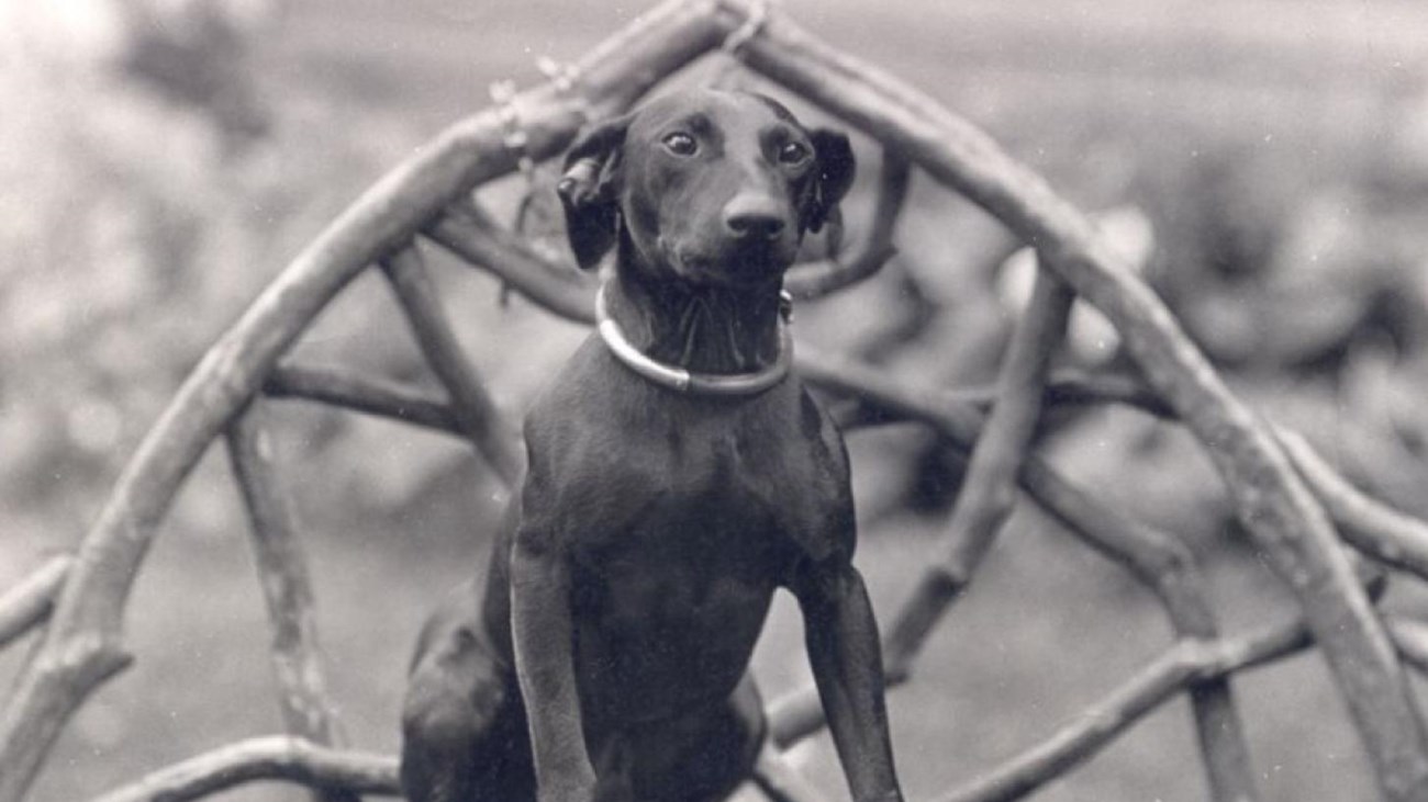 Jack the dog sitting on a wooden chair on the grounds of Sagamore Hill.