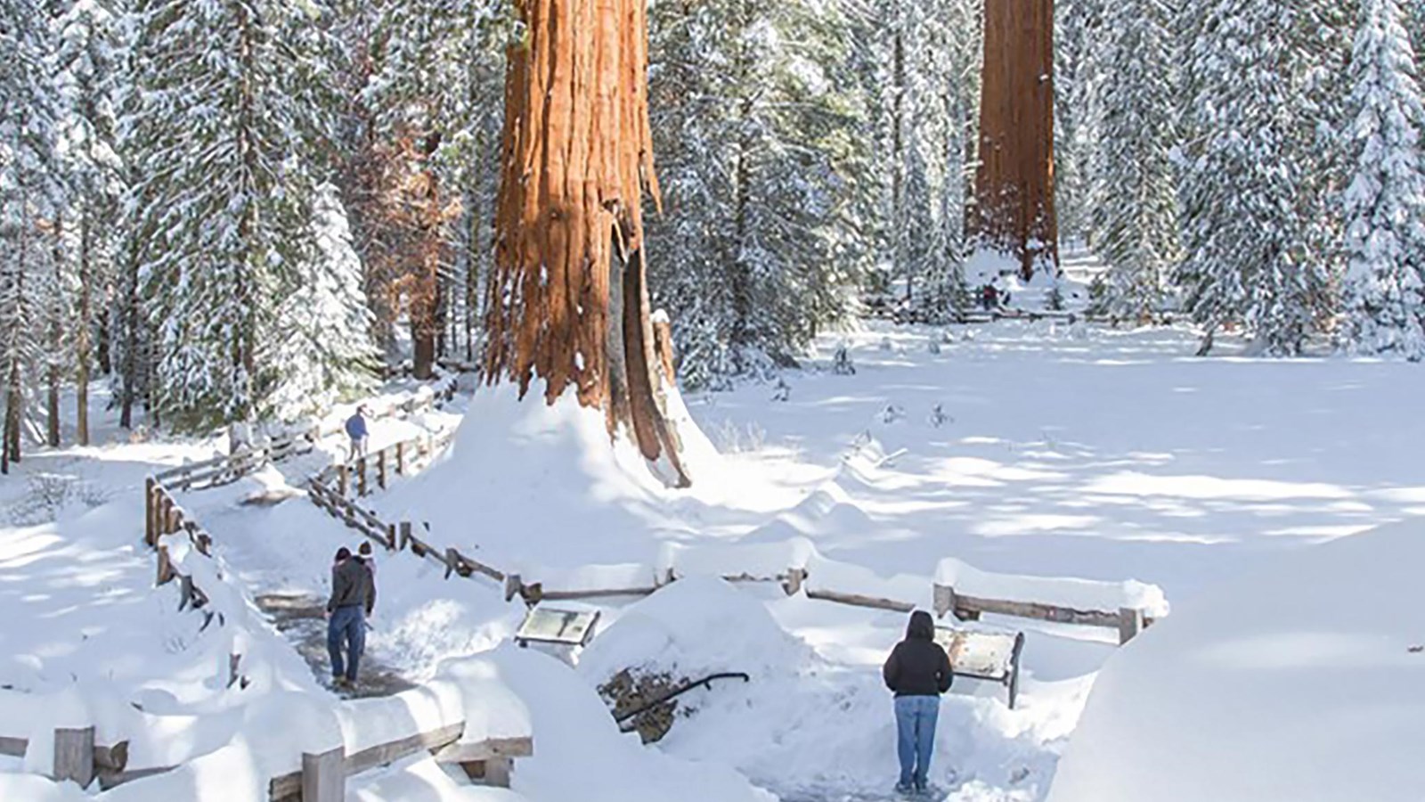 Sequoia Trees In The Snow