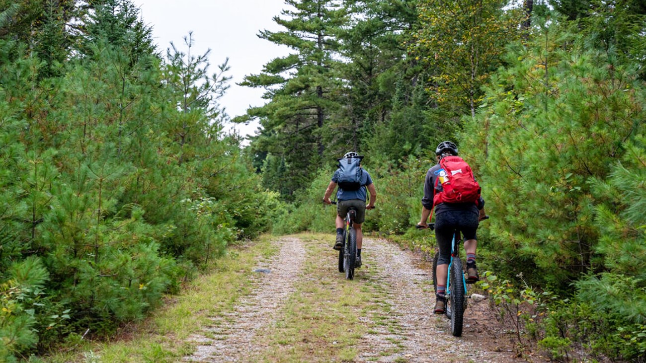 Two bikers riding away on a gravel double track path in the woods lined with evergreen trees.