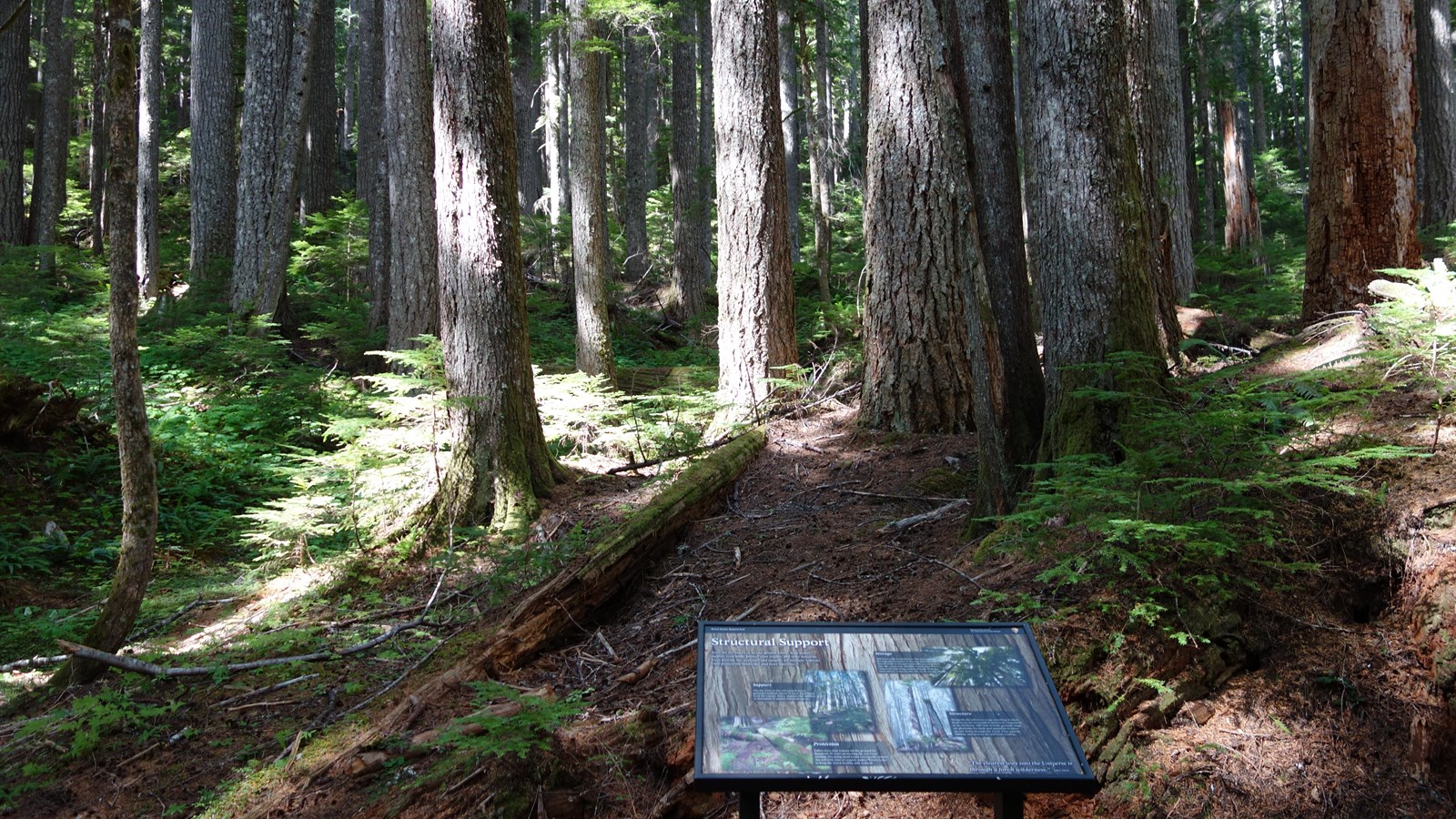 An exhibit panel in a metal frame surrounded by large trees, fallen logs, and snags.