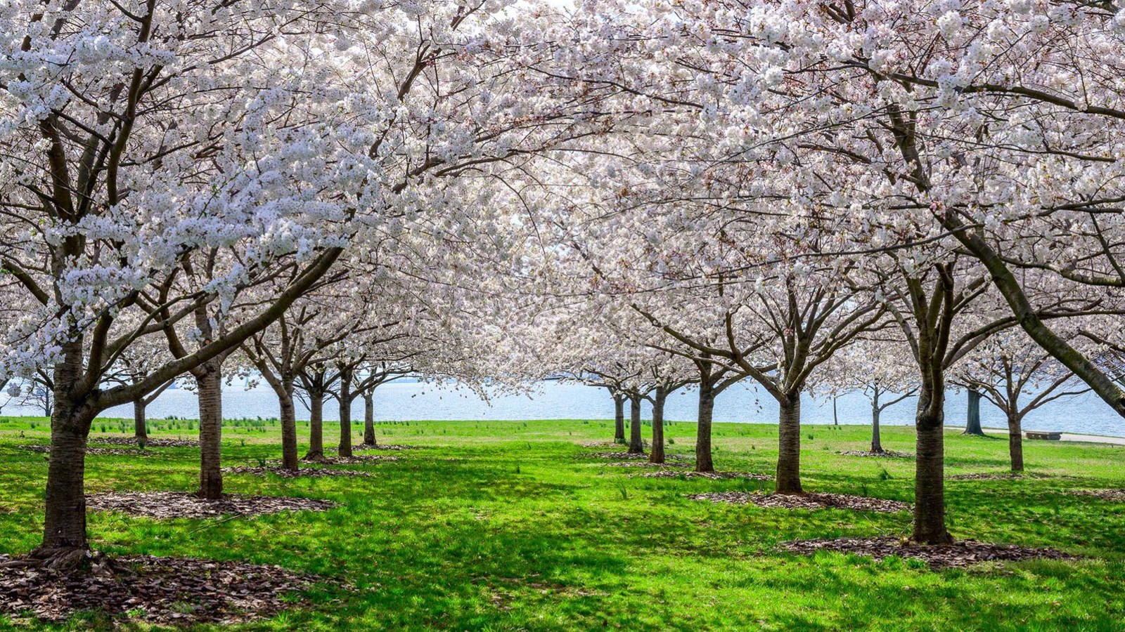 Rows of cherry blossom trees in bloom leading down to a river.