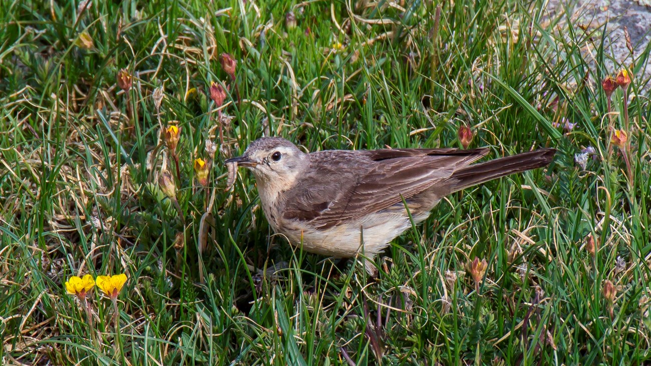 An American Pipit is standing in grasses