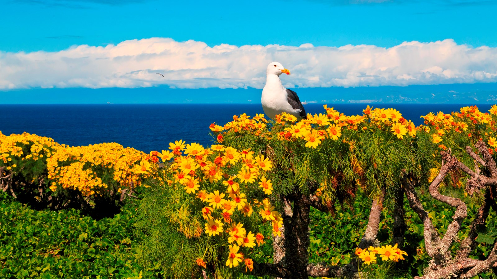 White seagull standing on yellow flowered coreopsis.