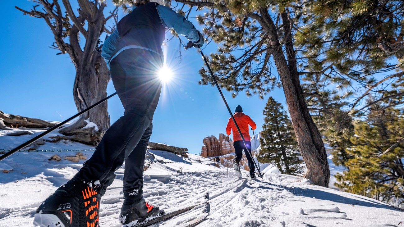 Two skiers ski amongst the trees.