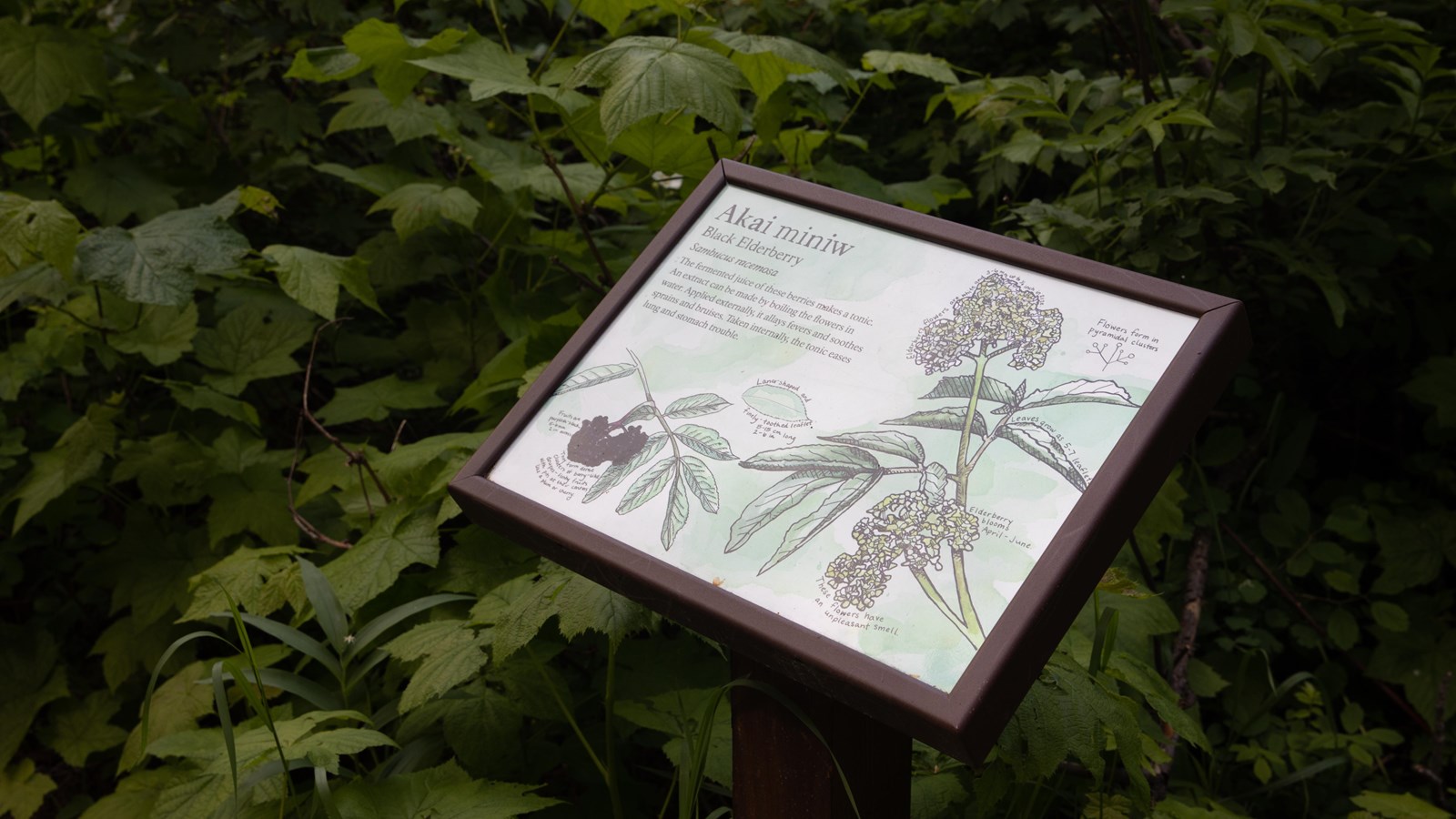 A small wayside with a watercolor drawing of Black Elderberry with explanatory text.