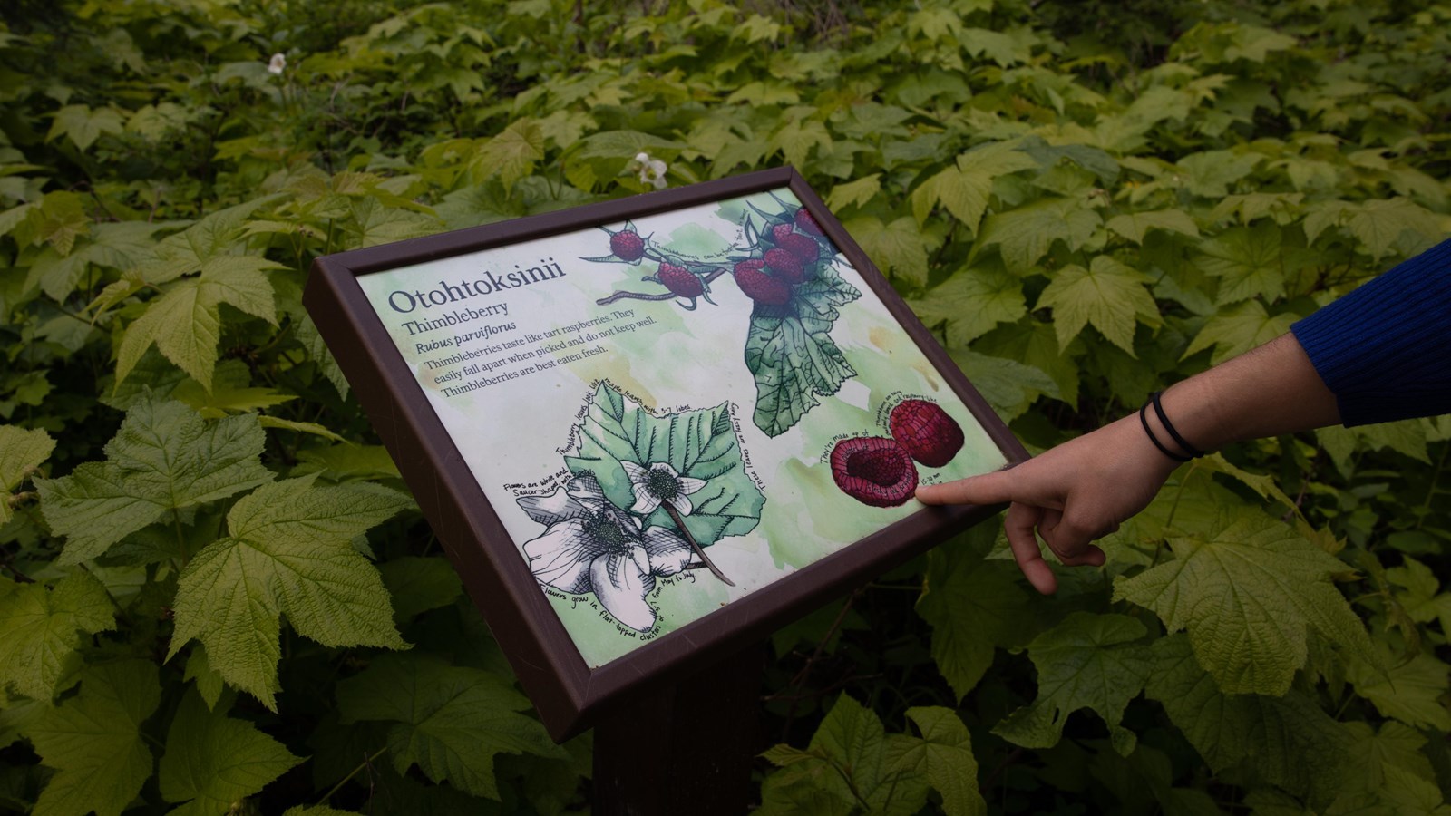 A small wayside with a watercolor drawing of thimbleberries with explanatory text.