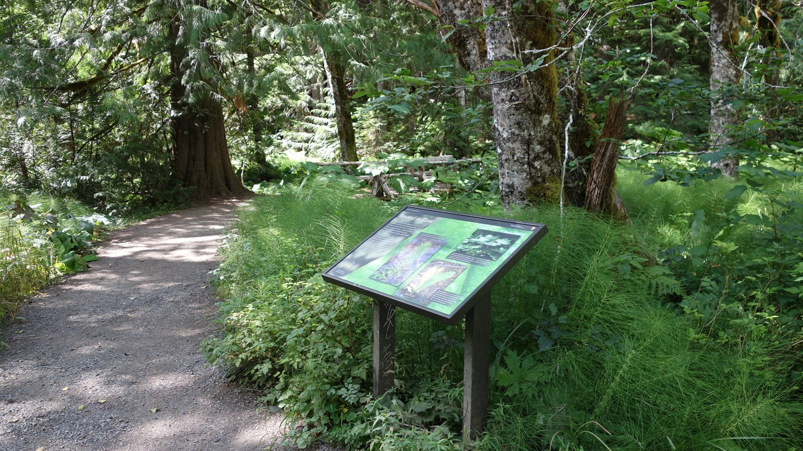A wayside panel surrounded by tall plants at the edge of trail near a bridge. 