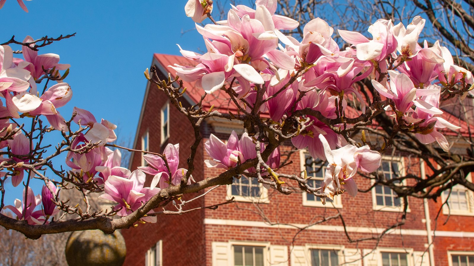 Close-up view of pink and white magnolia tree blooms against a blue sky and brick house.