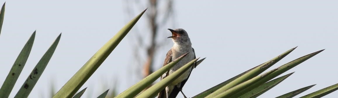 Mockingbird perched on a yucca leaf.