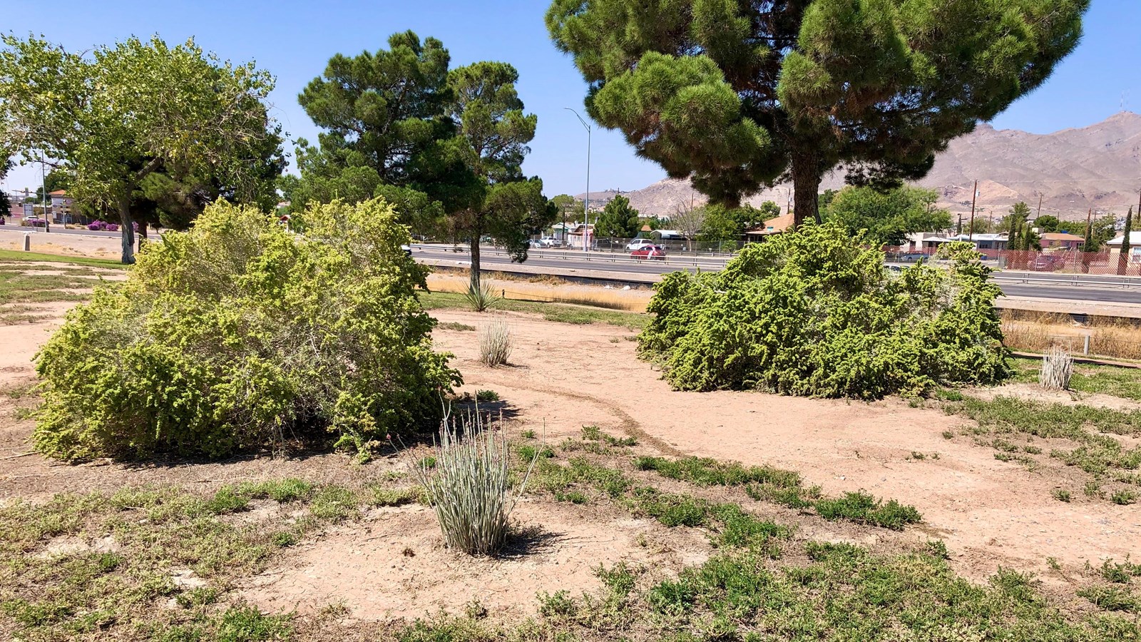 A few shrubs and small plants grow in dirt patches between grass-covered areas