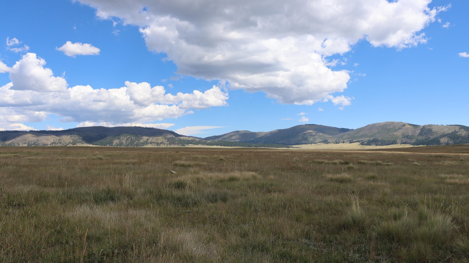 A vast montane grassland with distant forested hills.