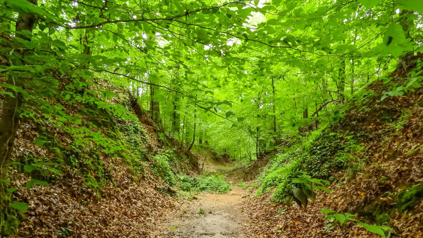 A deeply eroded trail, almost tunnel like, with lush green trees and vegetation all around.