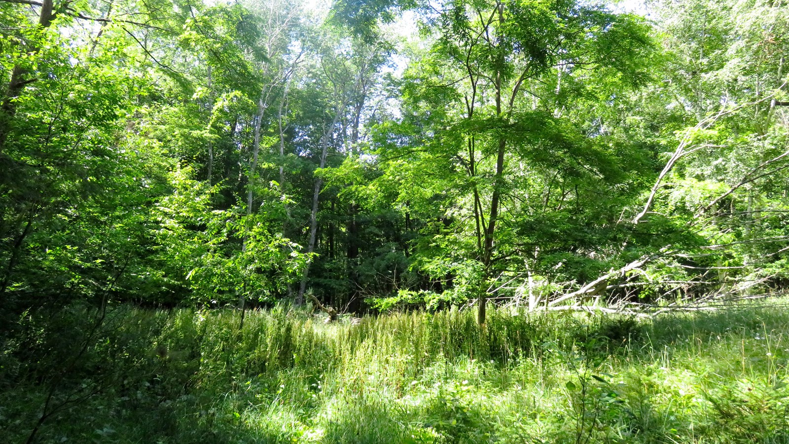 Green clearing with long grasses backing onto a forest