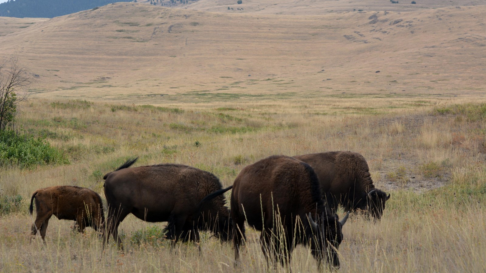 Four bison eating grass in front of mountains with lake strandlines