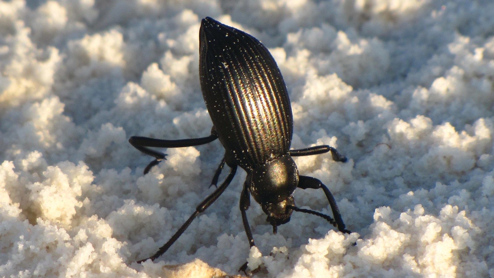 A darkling beetle, standing with its backside in the air in a defensive position.