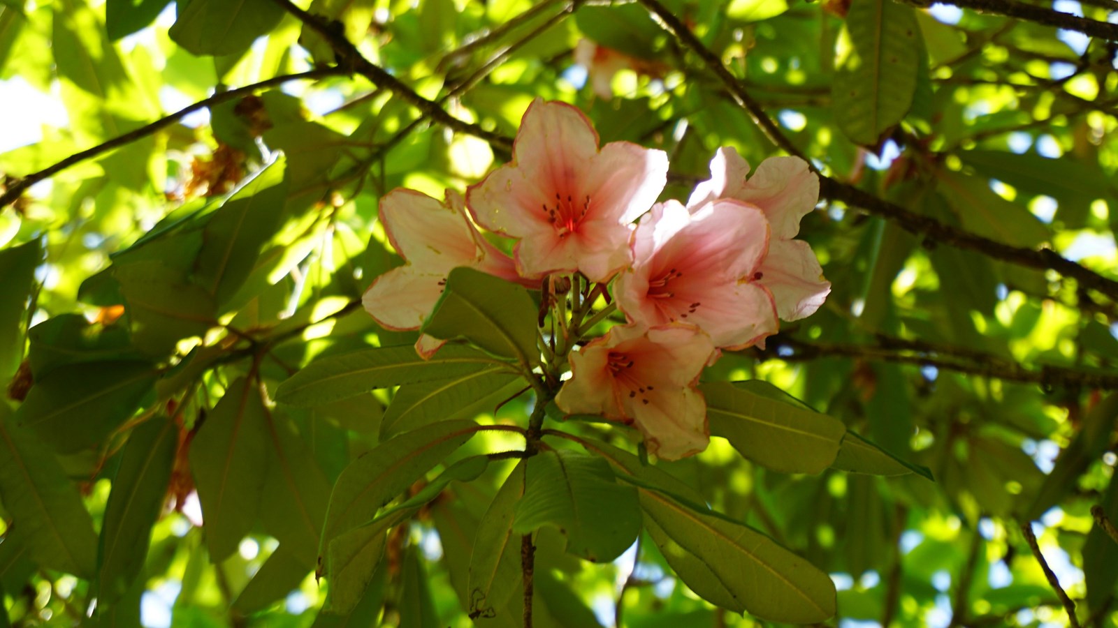 Pink rhododendron flowers growing on a bush.