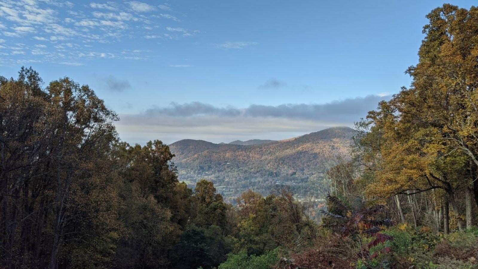 View of distant mountains framed by tall trees