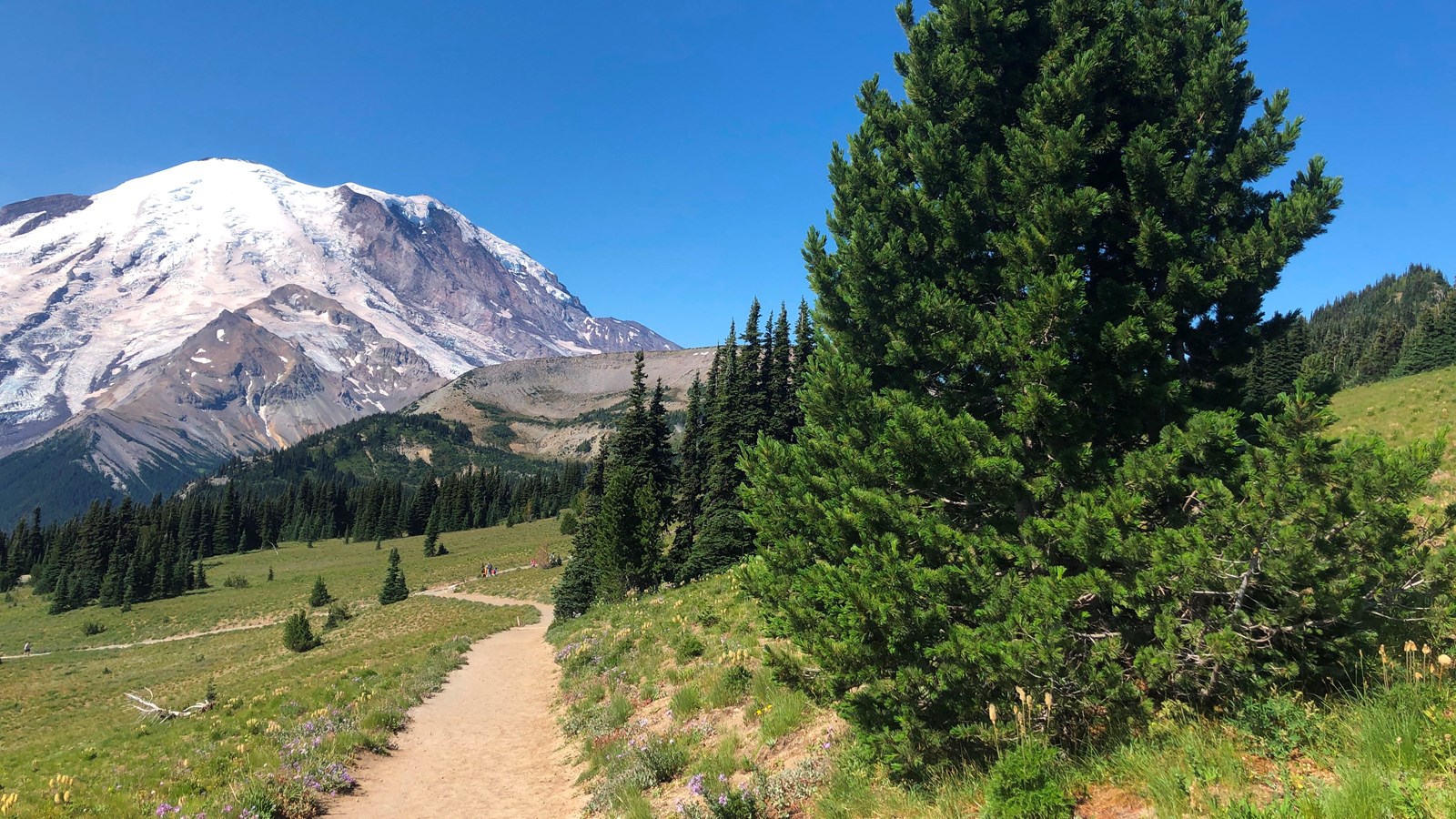 A dirt trail shows a view of a glaciated mountain with clumps of trees in the meadows.