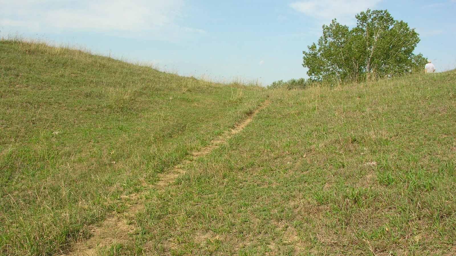 A swale is surrounded by green grass and a large tree in the foreground of the image.