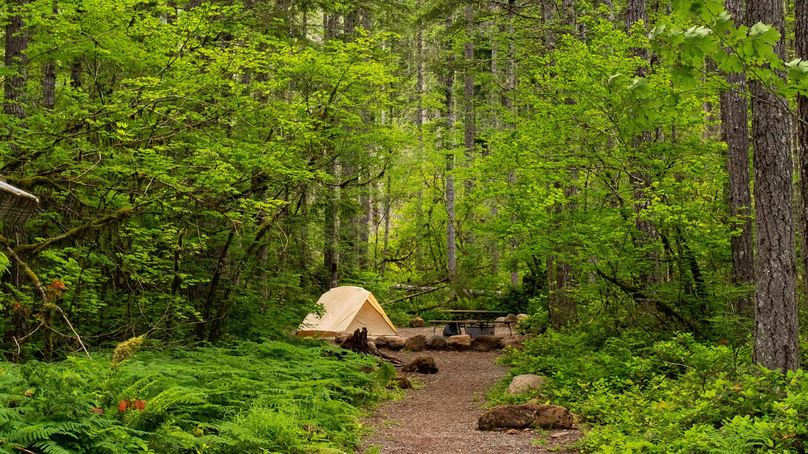 A campsite with a tent in the forest