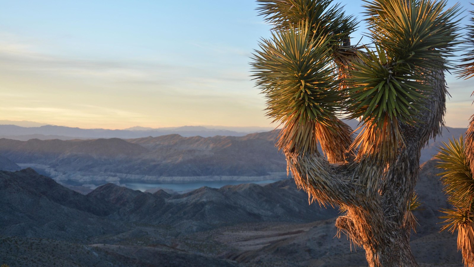 A Joshua tree with a lake and mountains in the background.