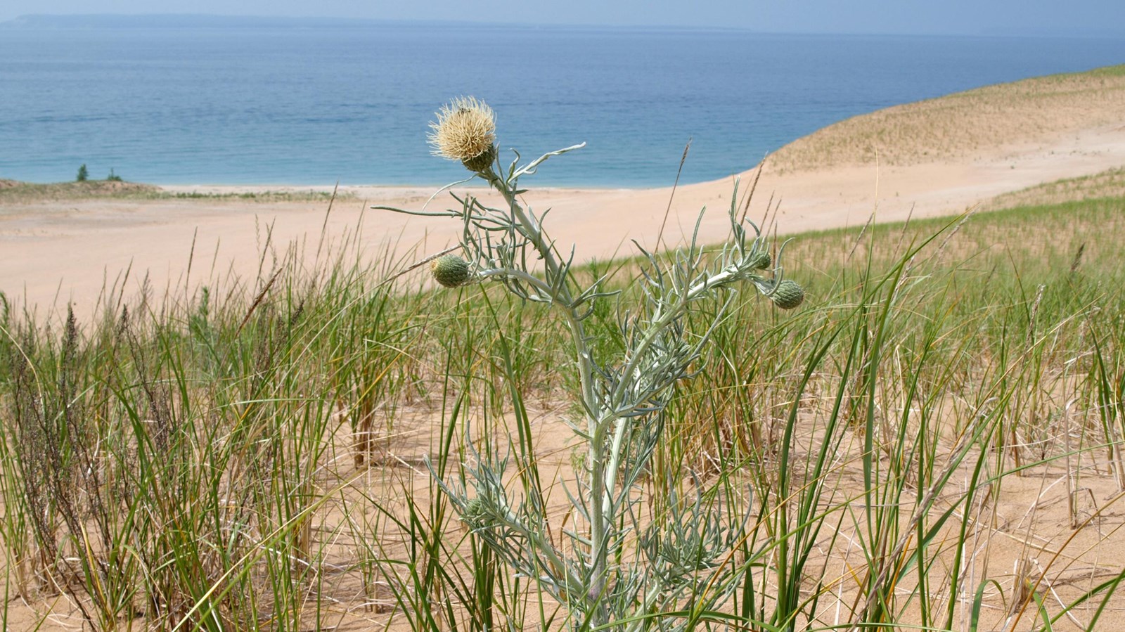 Spiky pink-flowered plant with silver leaves on a dune with blue lake in background