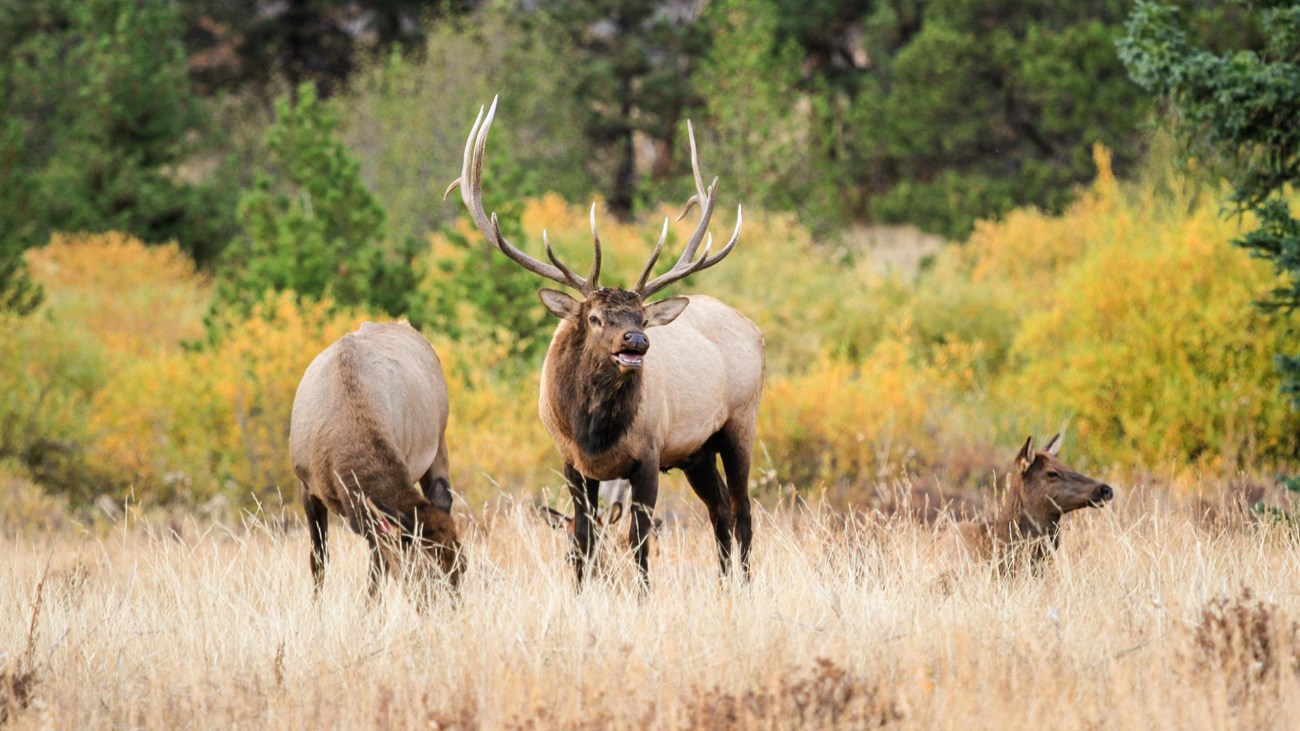 A bull elk is in a meadow with two cow elk
