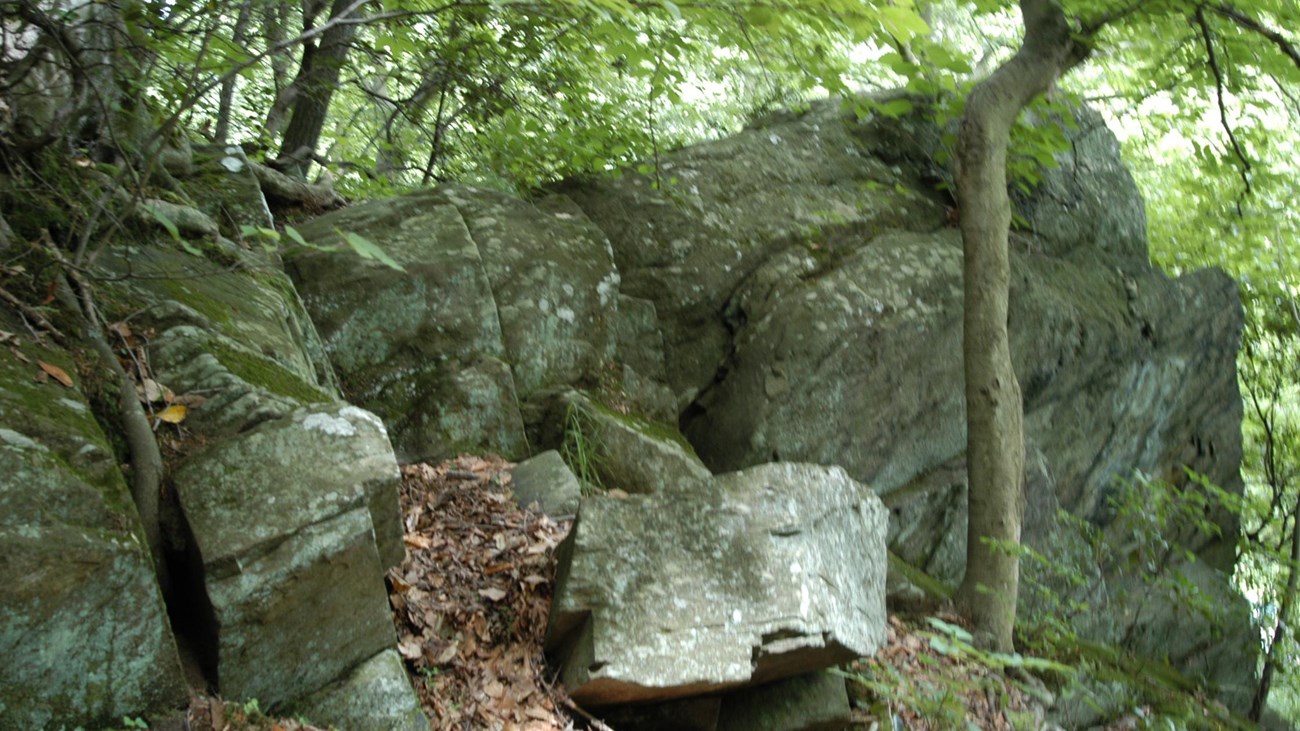 A rocky outcrop surrounded by trees