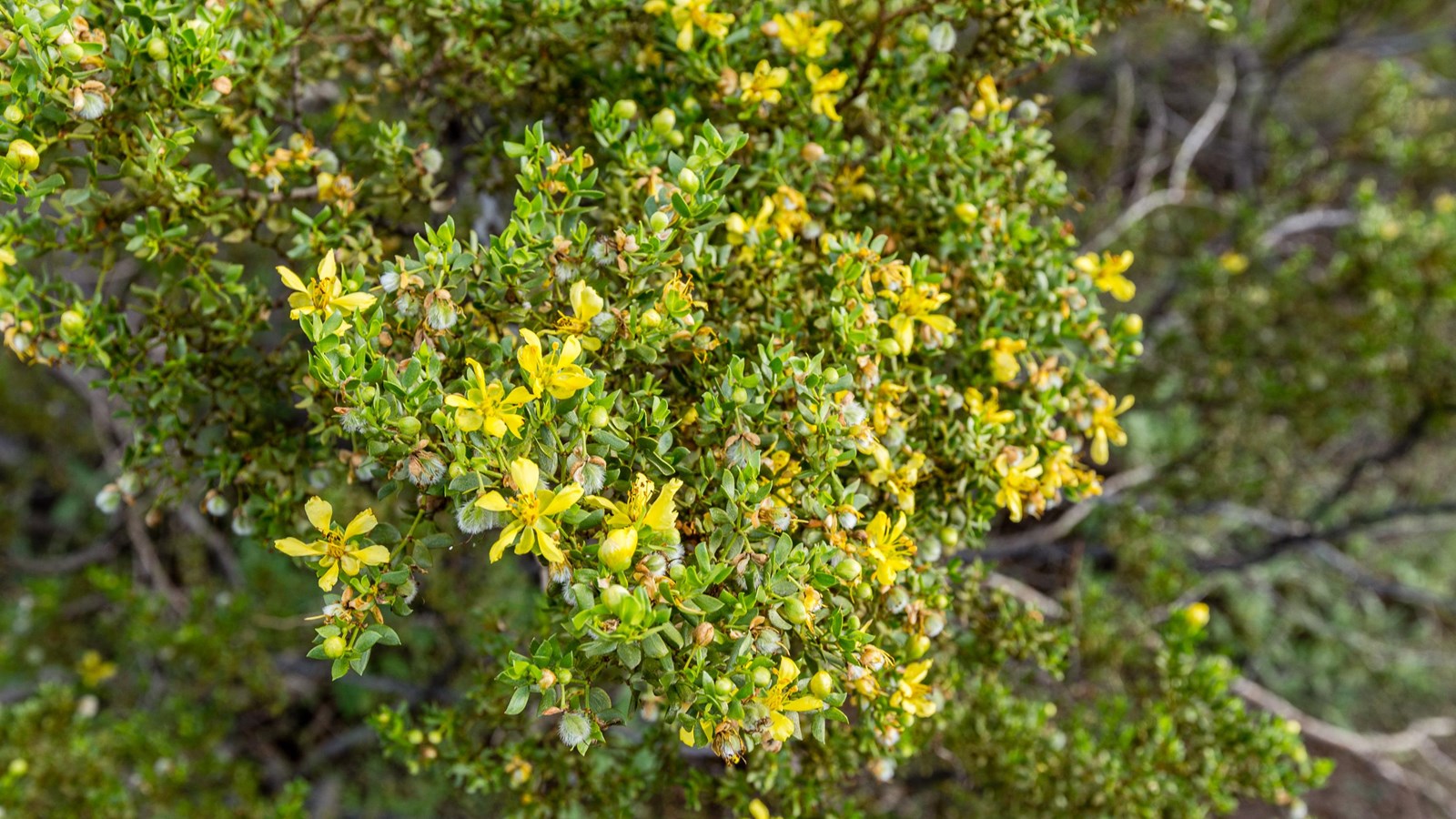 A medium-size shrub with small waxy leaves and small yellow flowers.