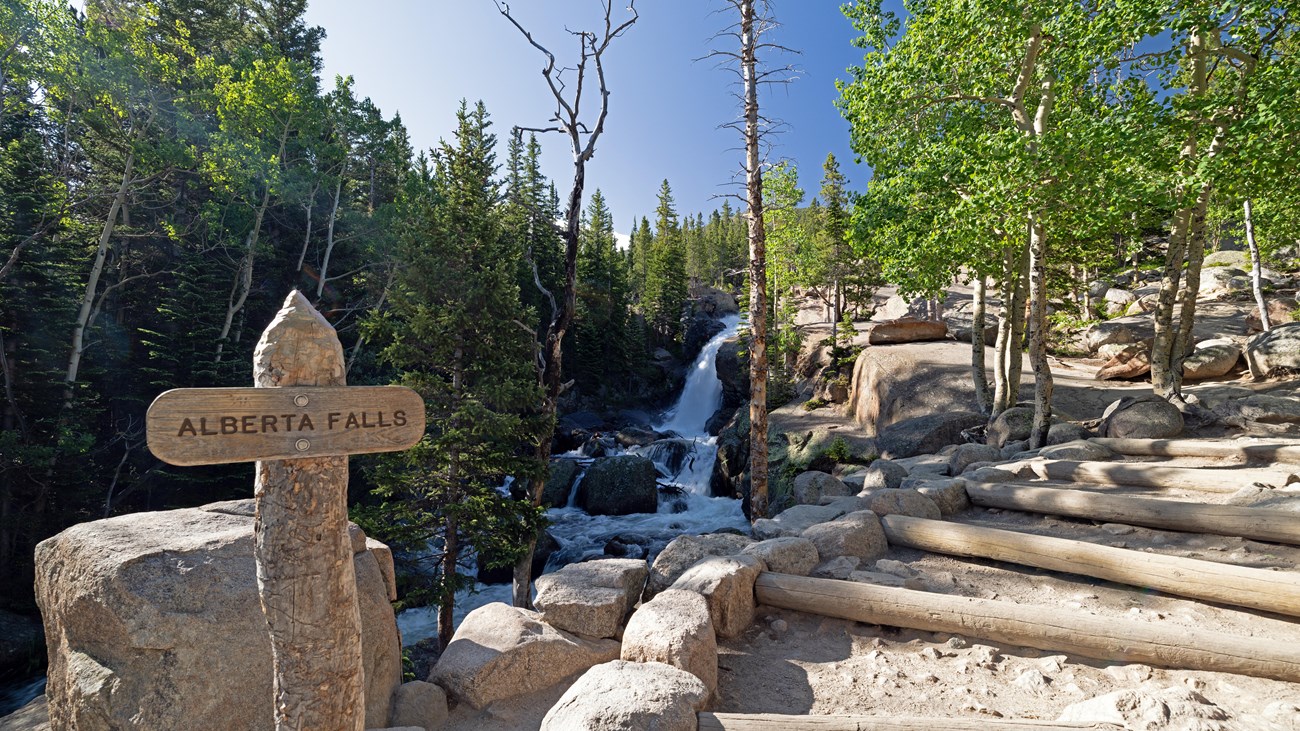 View of Alberta Falls with green-leaved aspen trees lining the trail