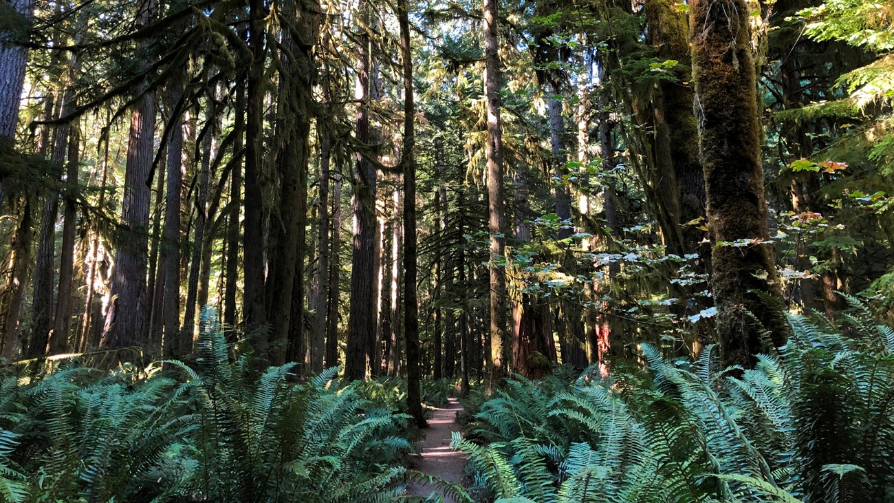 A trail leads through an old growth forest surrounded by ferns.