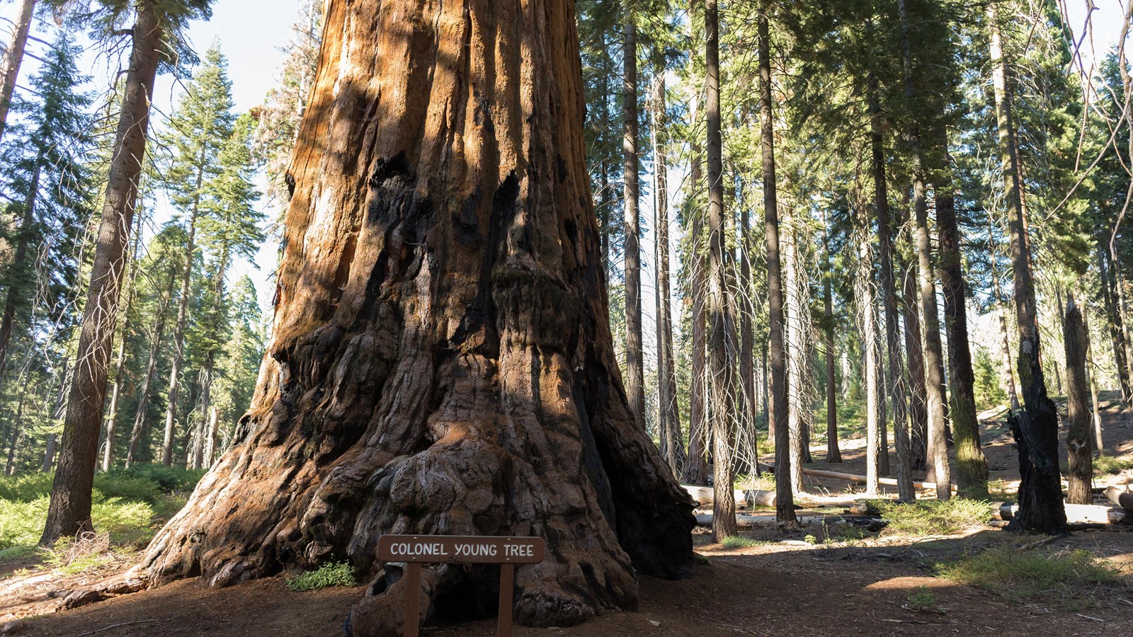 A giant sequoia named after Col. Charles Young