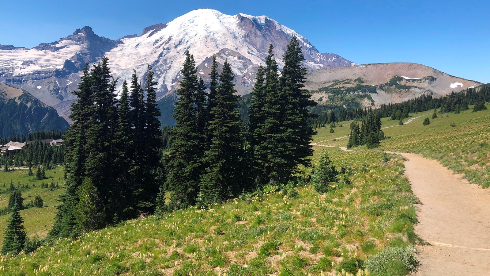Groups of trees or clusters populate the meadow in front of a glaciated mountain.