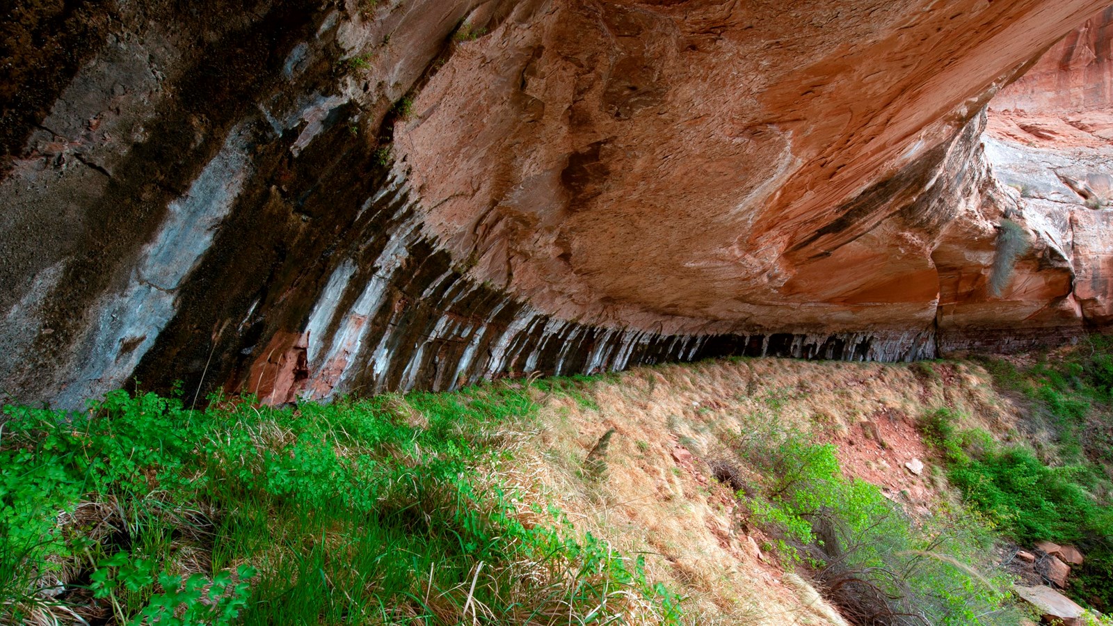 Streaks of water seep from a sandstone alcove onto lush greenery