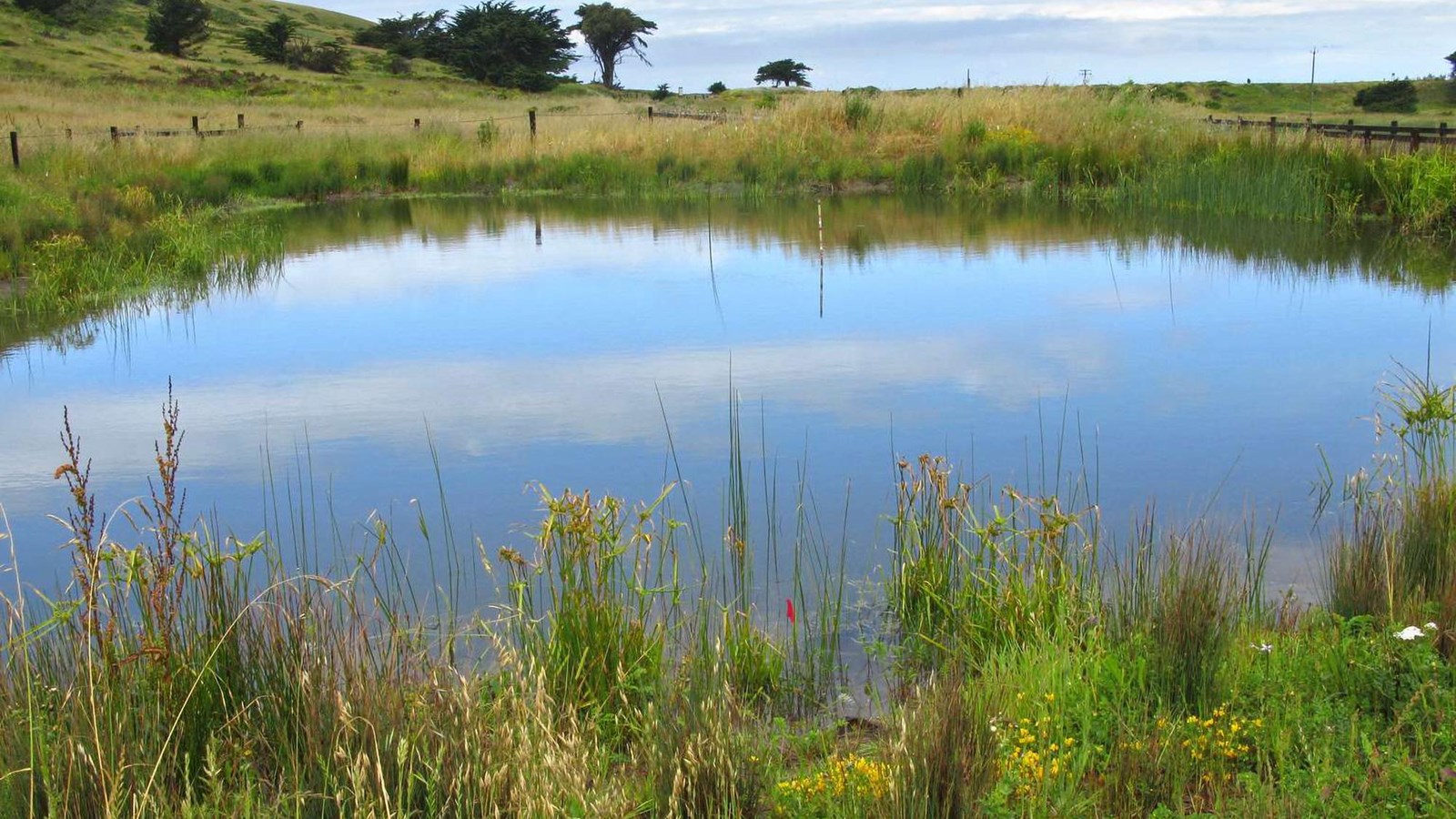 A restored pond for frog habitat, surrounded by bright green vegetation.