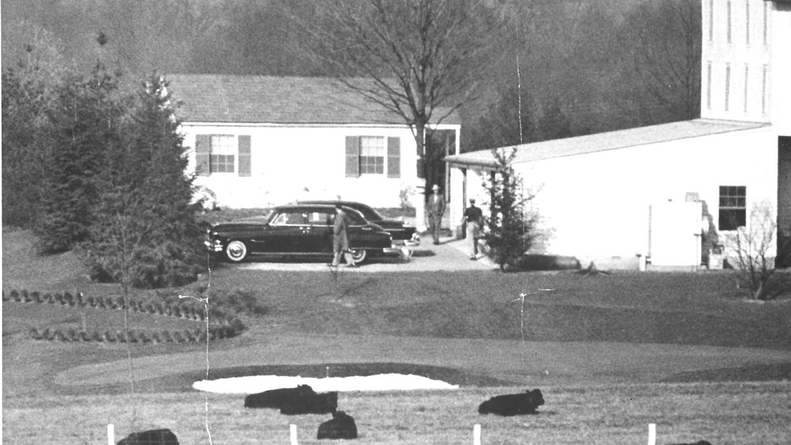 A black and white image with cows in the foreground and two black limousines parked outside 