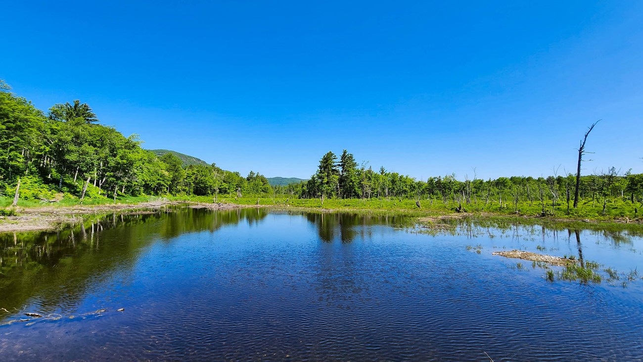 A landscape view of a large pond with blue skies and green vegetation in the distance.