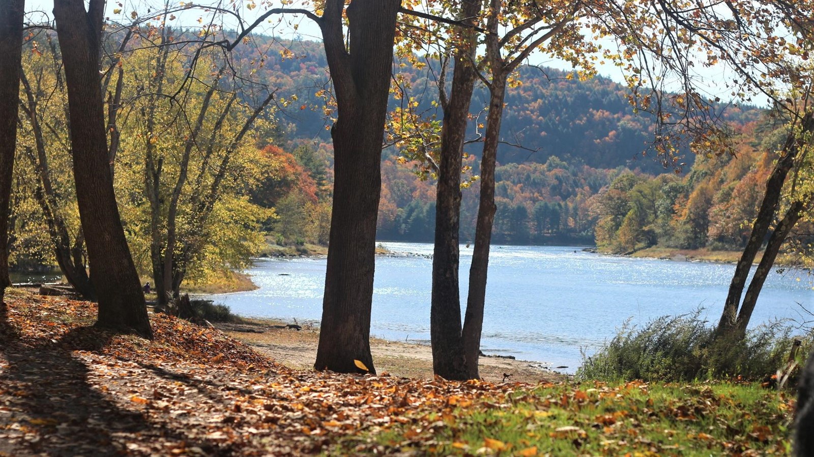 View of river during fall. Colorful leaves on trees. Sandy/dirt beach peeks from behind trees.