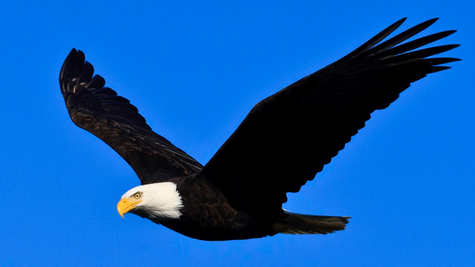 Birds of Prey: A New Meaning To Wine Flights