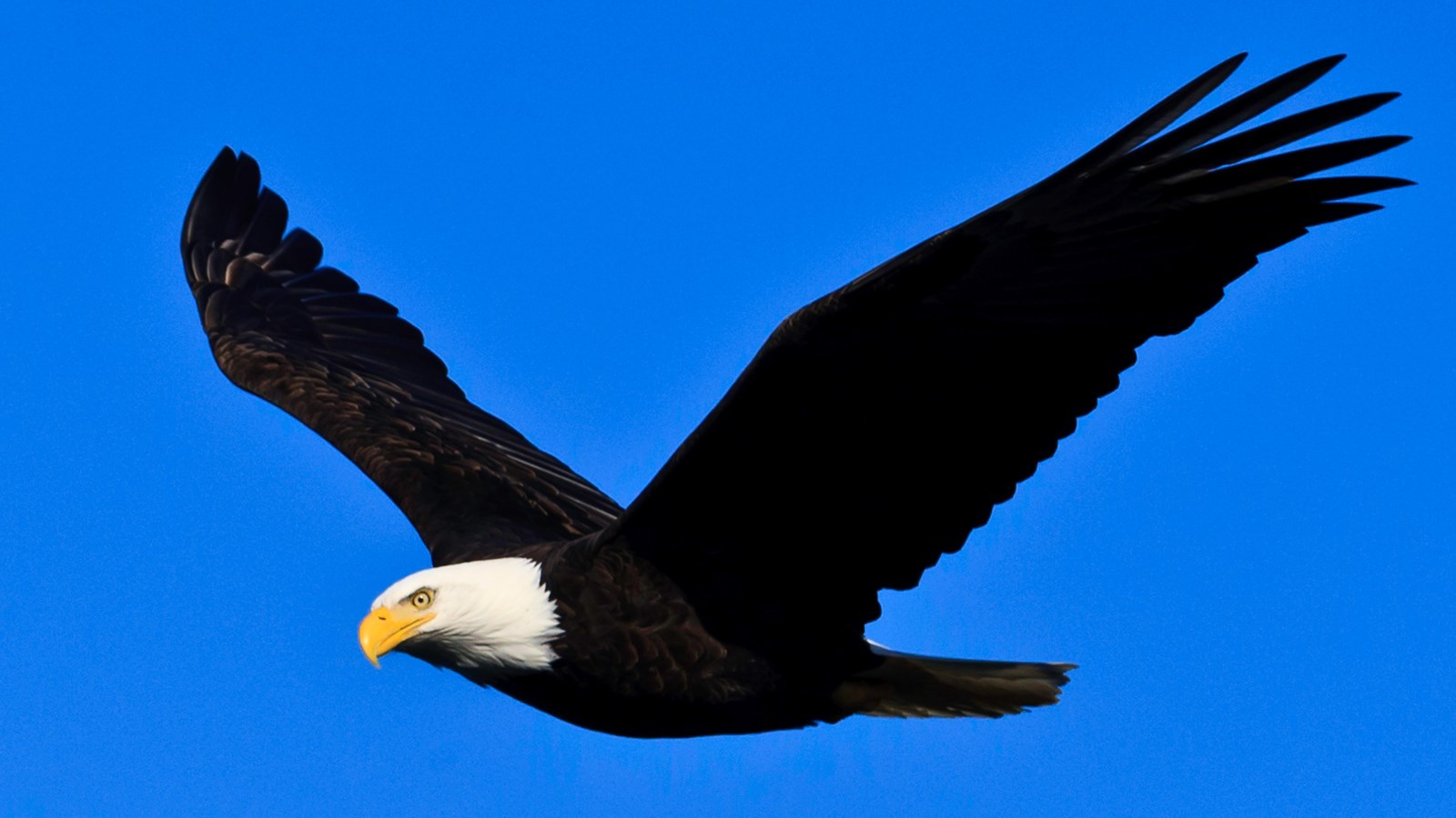 large bird with white head soaring against blue sky