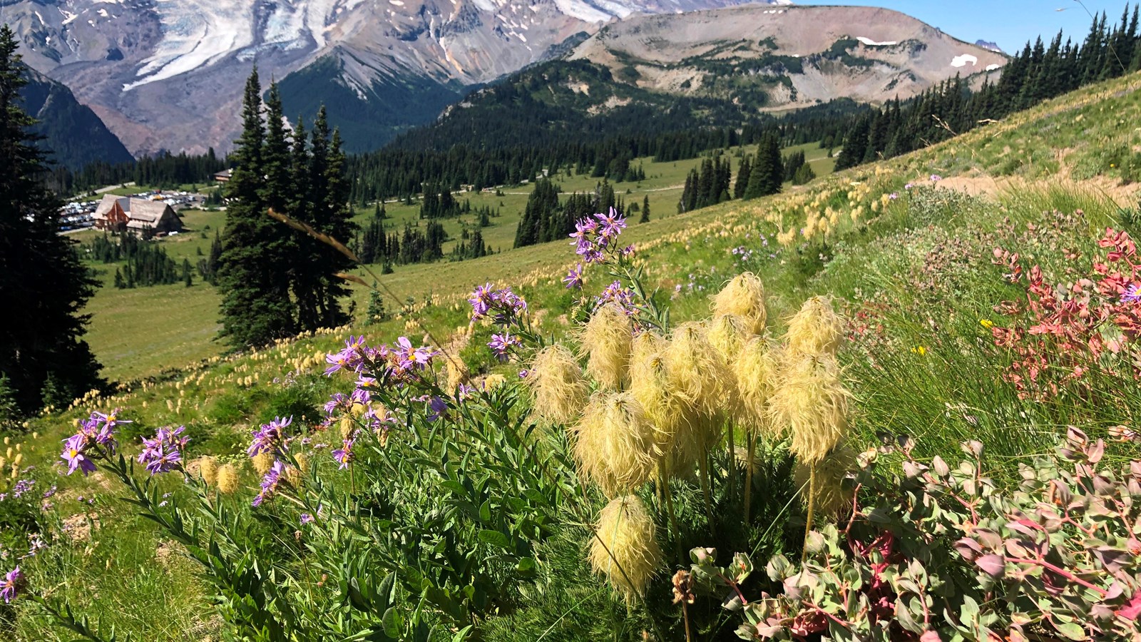 Purple wildflowers and white fluffy seedheads sit in the meadow in front of a glaciated mountain.