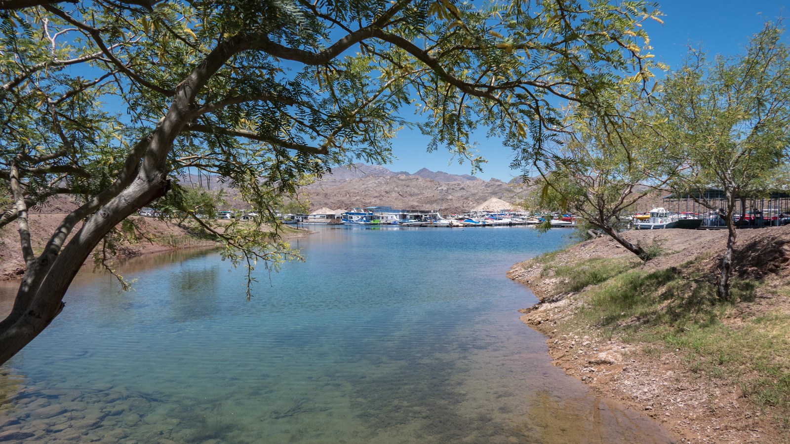 A branch overhangs over a large body of water. Boats are in the background.