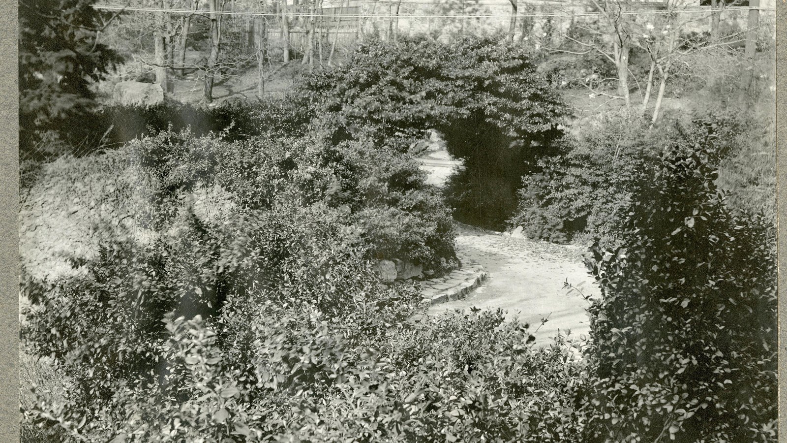 Black and white of arch covered in vines leading to a curving drive lined by trees and shrubs. 