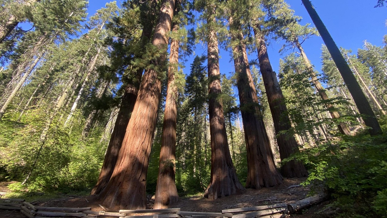 Six giant sequoias behind a wood barrier fence clustered together in a forested area