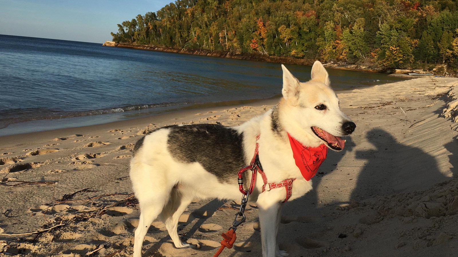 Dog on beach wearing red BARK Ranger bandana
