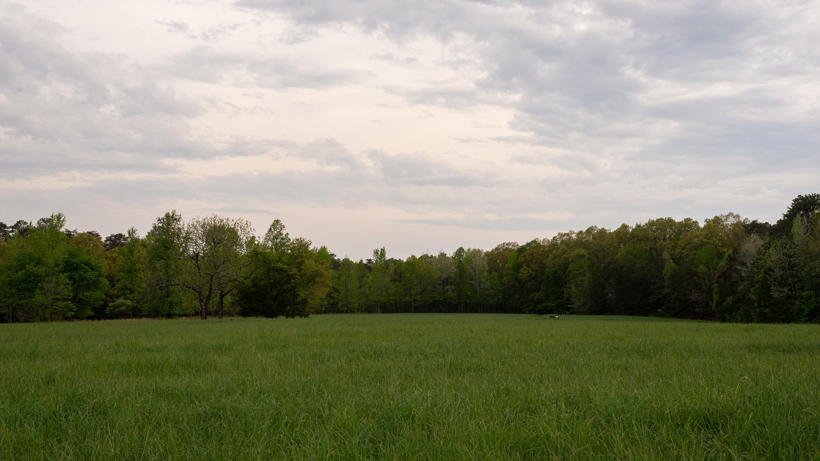 A grassy field with trees in the distance.