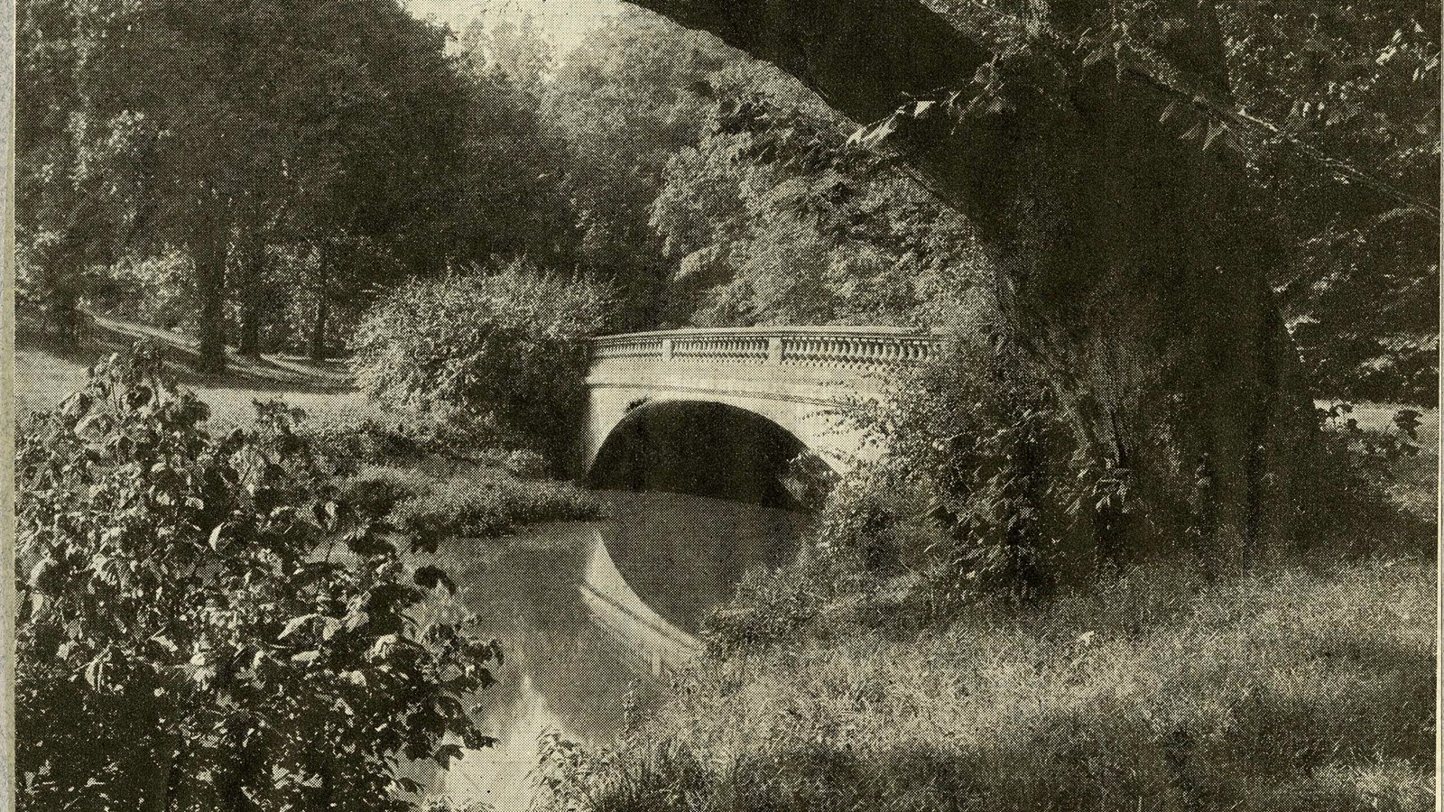 Black and white of river under bridge with tree leaning over water with grass on shores 