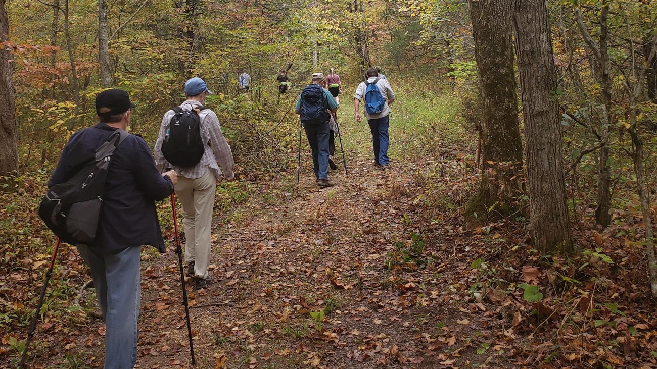back view of four hikers along a trail, wearing backpacks and carrying hiking sticks with trees 